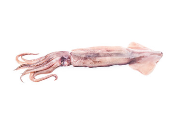 Isolated squid. Top view fresh squid on white background.