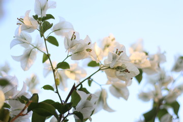 White bougainvillea with a blurred background of bougainvillea