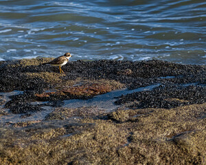 A bird walking on rocks looking for food between mussels
