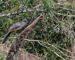 A large bird perched on a tree in the middle of the woods