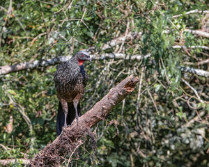 A large bird perched on a tree in the middle of the woods