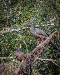 A couple of large birds perched on a tree in the middle of the woods