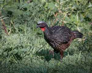 A large bird walking around looking for food