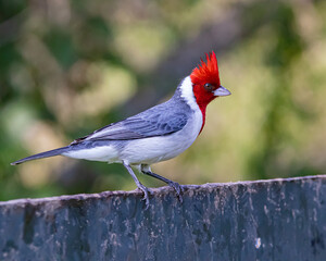 A songbird perched on a dump box looking for food