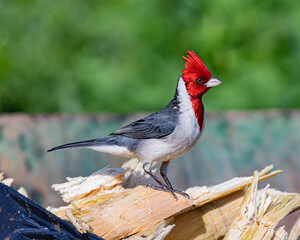 A songbird perched on a dump box looking for food