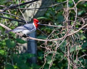 A songbird perched on a tree branch looking for food