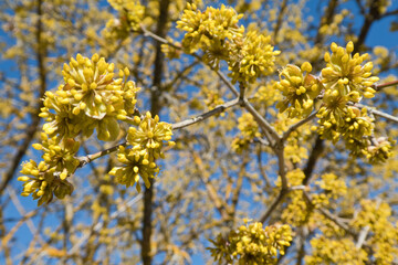 Blüten der Kornelkirsche als Pollenspender für die Bienen