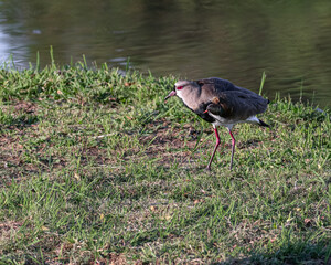 A bird warming under the sun on a lawn beside the river