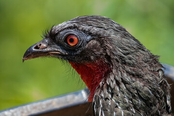 A portrait of a red-eyed large bird