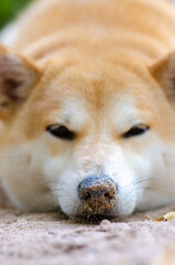 Cute Japanese dog Shiba Inu sleeping on ground,close-up,select focus.