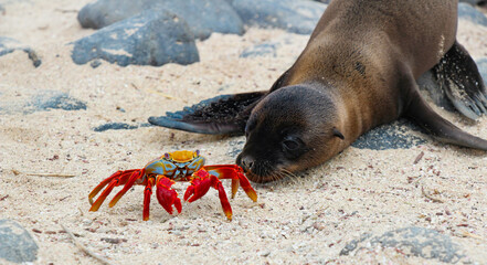 young sea lion and sally lightfoot crab