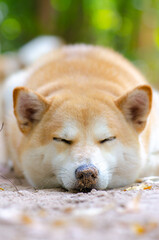 Cute Japanese dog Shiba Inu sleeping on ground,close-up,select focus.