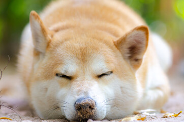 Cute Japanese dog Shiba Inu sleeping on ground,close-up,select focus.