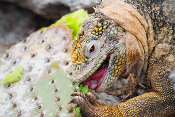 cactus eating iguana