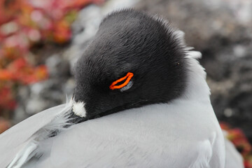 red  eye, bird on Galapagos islands with bright red eyes