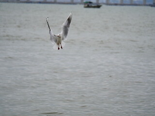 seagull