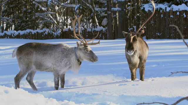 Two reindeer with horns on a sunny winter day against the background of the forest