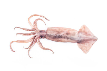 Isolated squid. Top view fresh squid on white background.