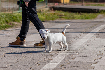 Walk with a small breed white puppy