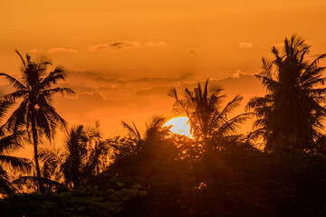Fototapeta na wymiar A beautifly sunset looking through palm trees at Jambiani, Zamzibar, Tanzania.