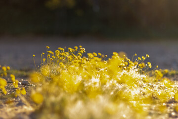 yellow flowers in autumn