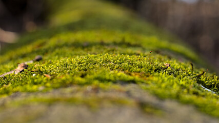 Tree Branch Covered with Green Moss - obrazy, fototapety, plakaty