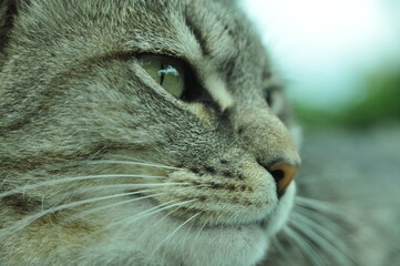 close up of a cat