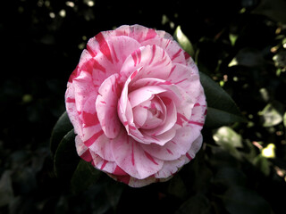 bellissima camelia fiorita in primavera