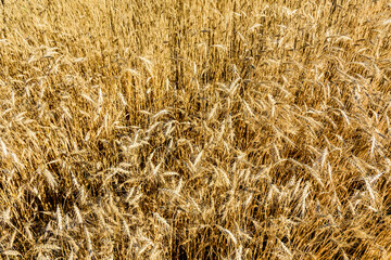 Backdrop of ripe wheat. Agricultural concept