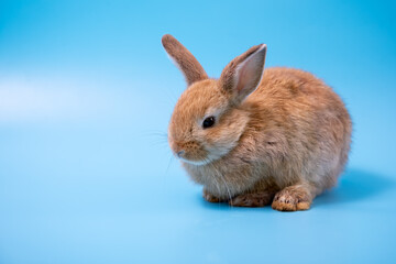 One brown young adorable bunny sitting on blue background. Cute baby Netherlands Dwaf and Holland lops rabbit for Easter celebration