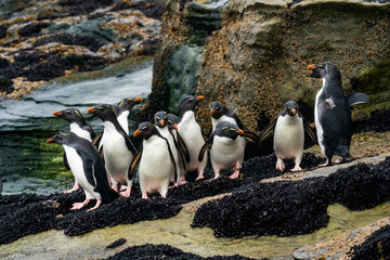 Rockhopper Penguins (Eudyptes chrysocome)