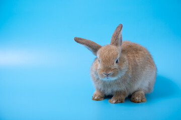 One brown young adorable bunny sitting on blue background. Cute baby Netherlands Dwaf and Holland lops rabbit for Easter celebration