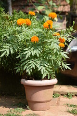 Marigold flower with leaves