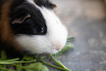 black-white Guinea pig eats greens.