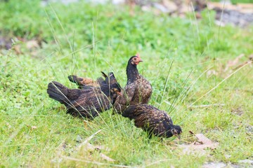 chickens in the grass