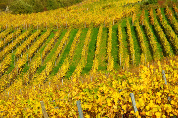 gelbe Weinstöcke im Herbst in einem Weinberg bei Enkirch an der Mosel
