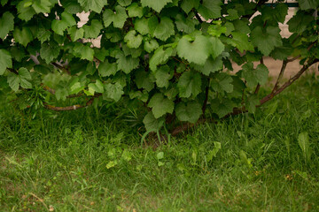 Fototapeta premium Clusters of unripe grapes with leaves on a natural background. A bunch of unripe green grapes on a grape tree, ready soon to be harvested for the production of white wine.
