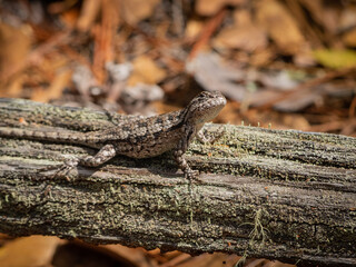 Small lizard on wood