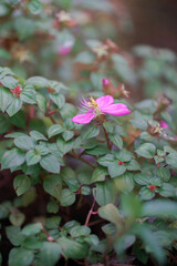 beautiful tiny flowers along the sidewalk