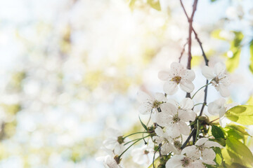 Fototapeta na wymiar Floral spring bacgkround with blossoming cherry tree brunch