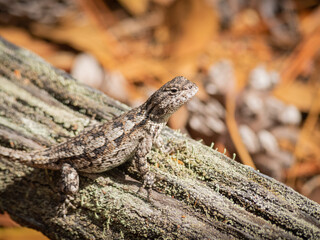 Small lizard on wood