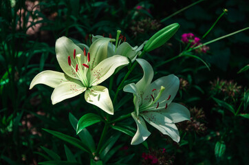 Fototapeta premium White lily flowers close up nature background