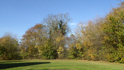 Fototapeta na wymiar Autumn landscape with trees