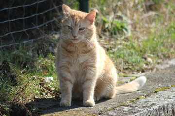 Tiere in der natur