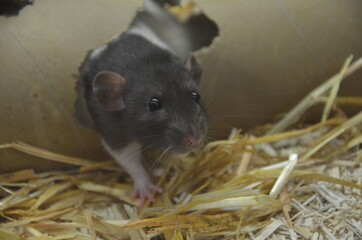 Ratte