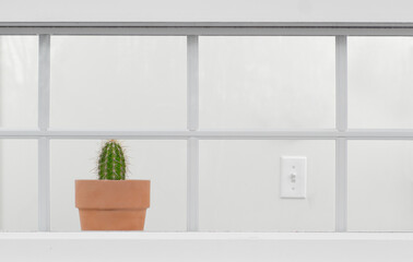 Potted Cactus in window. Looking in view.