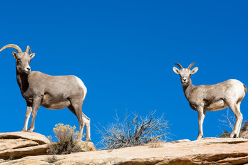 Pair goats on the rock
