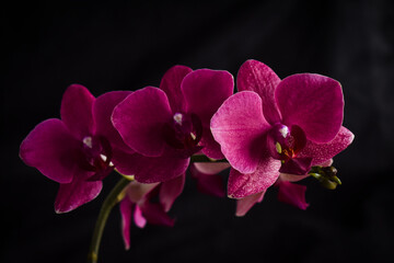 blooming orchids on a black 