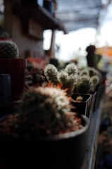Cactus in pots for a beautiful home decoration