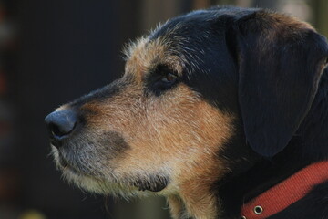 Tiere in der natur